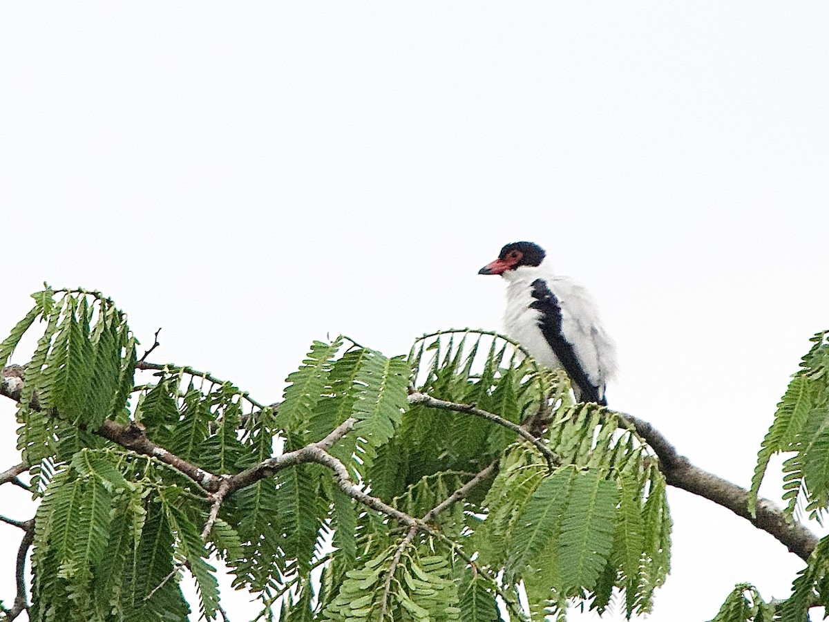 Black-tailed Tityra - ML637564825