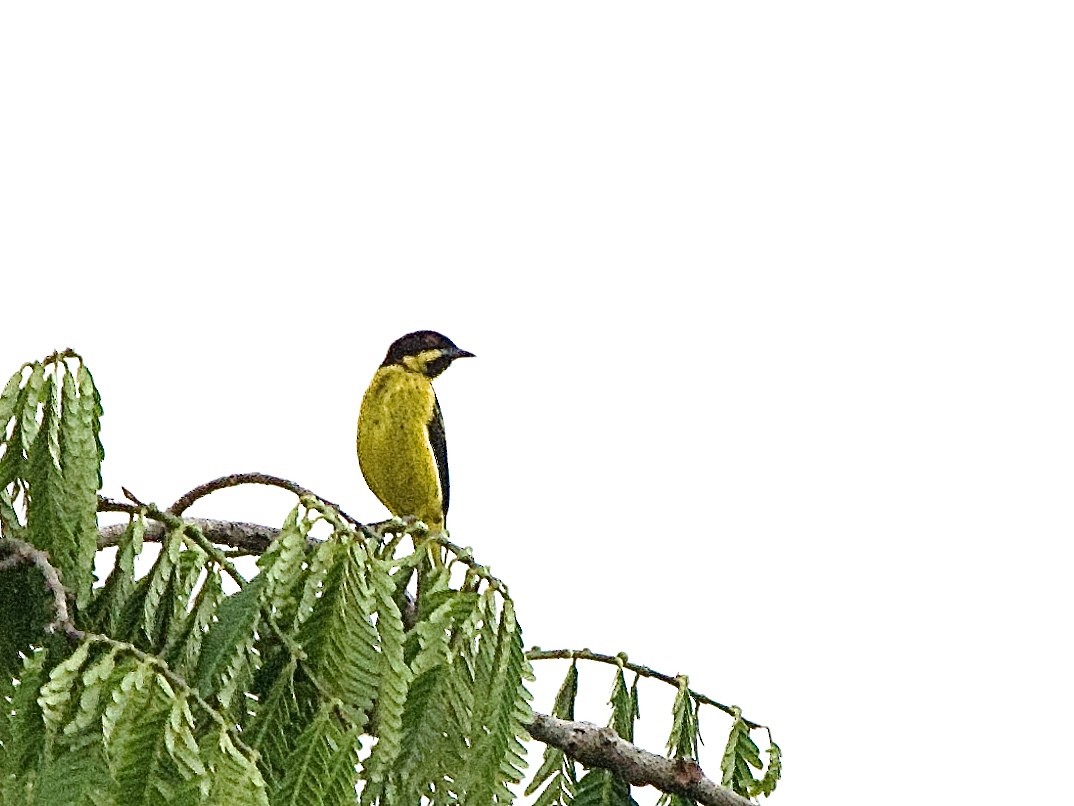 Yellow-bellied Dacnis - ML637564834