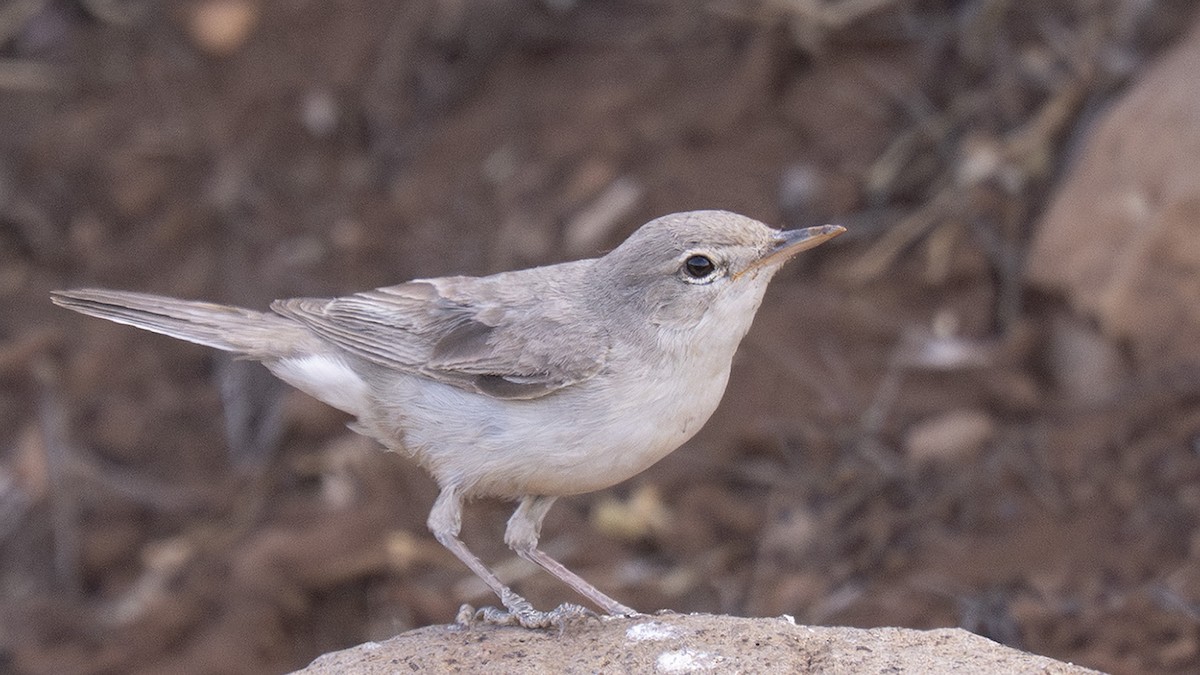 Upcher's Warbler - ML637564839