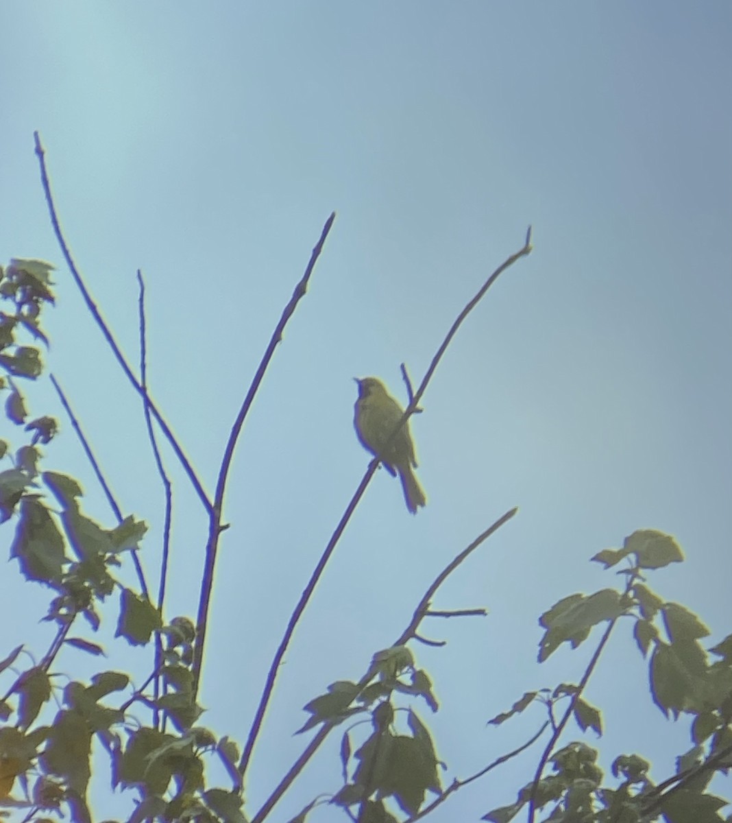 Orchard Oriole - ML637564884