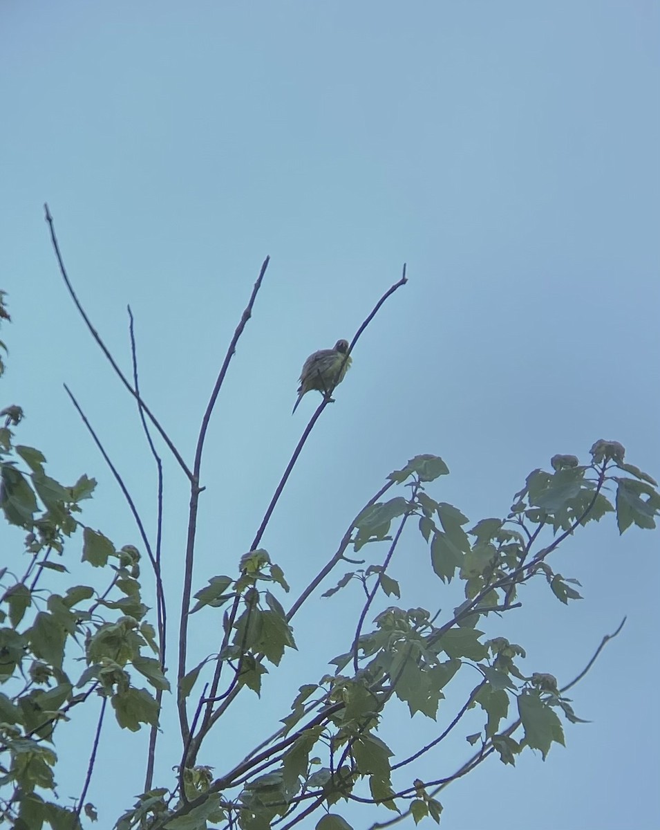 Orchard Oriole - ML637564885