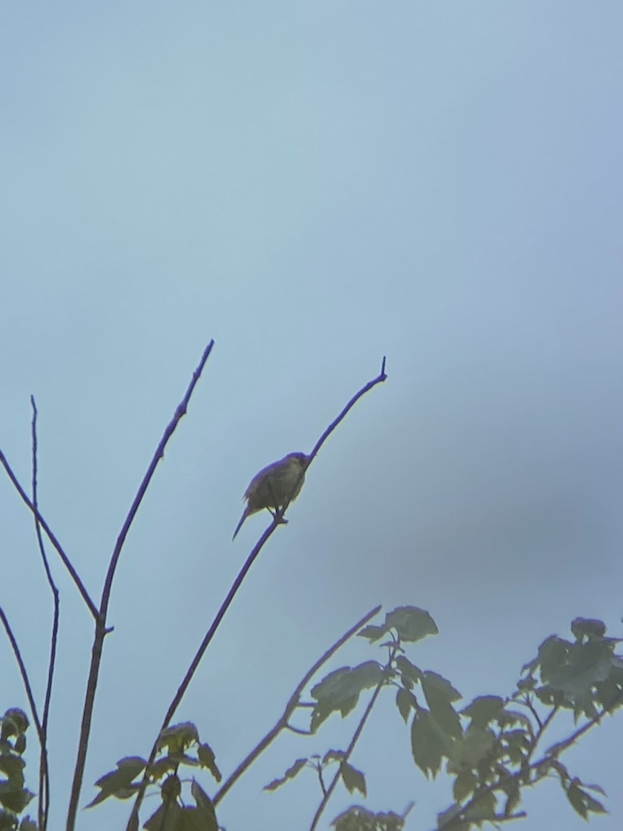 Orchard Oriole - ML637564886