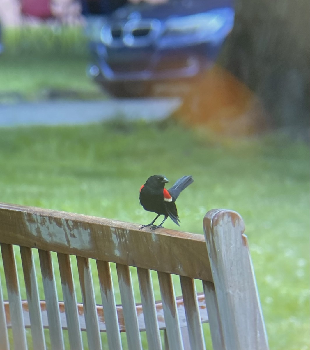 Red-winged Blackbird - ML637564914