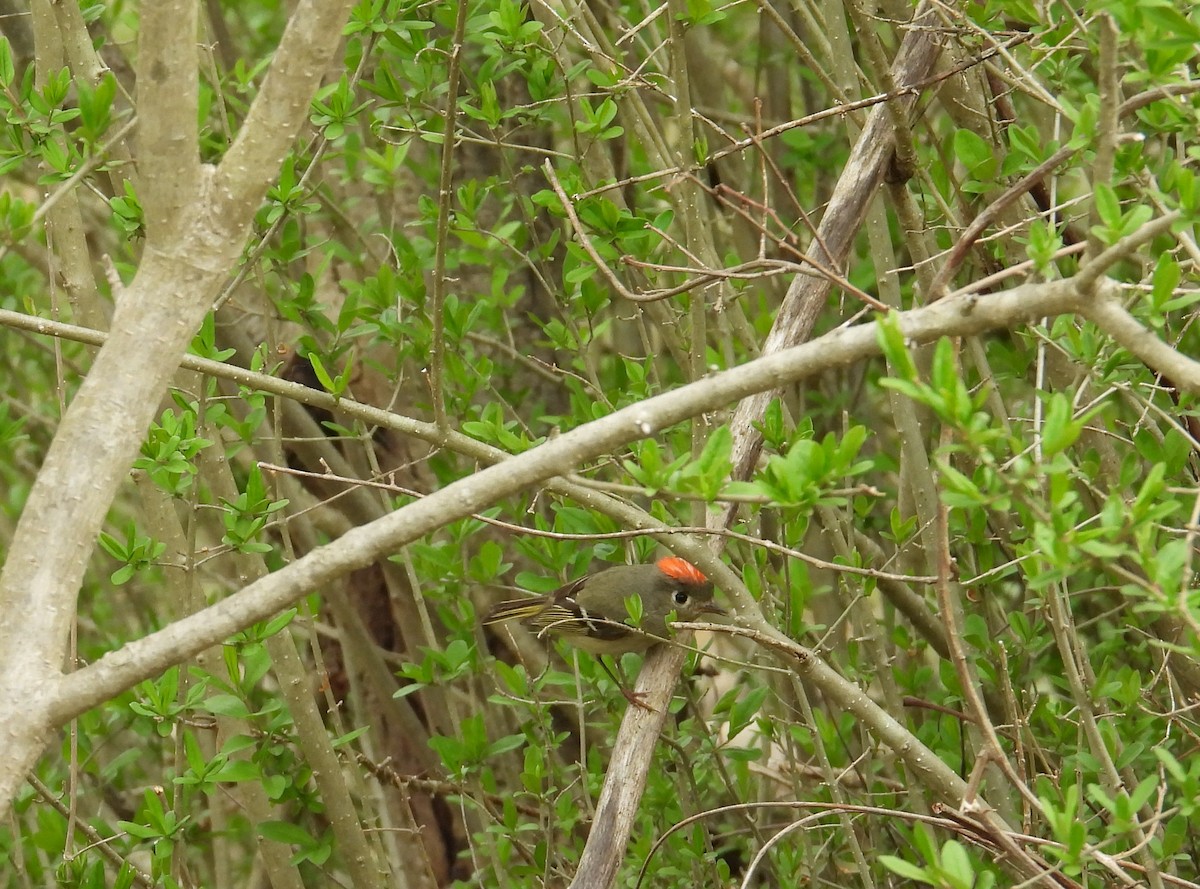 Ruby-crowned Kinglet - ML637564953