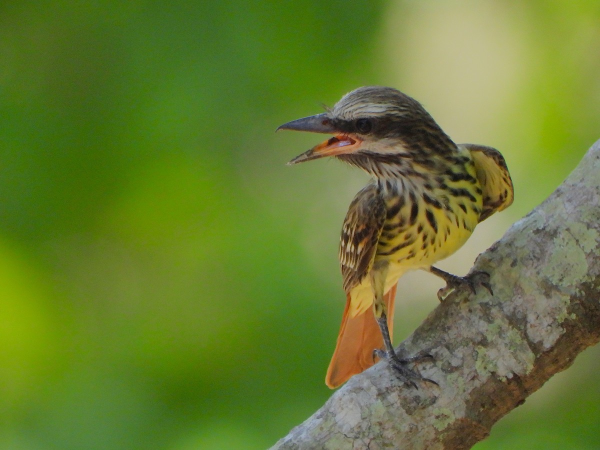 Sulphur-bellied Flycatcher - ML637564966