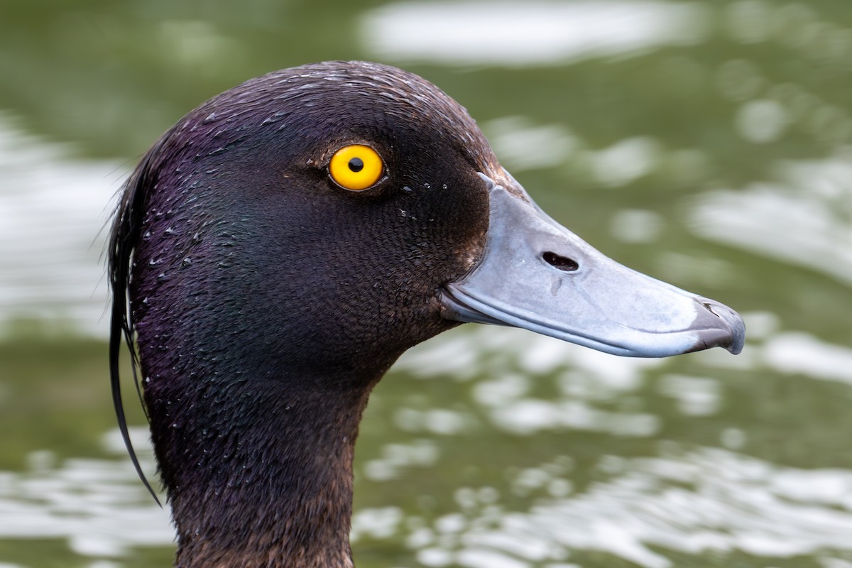 Tufted Duck - ML637564973