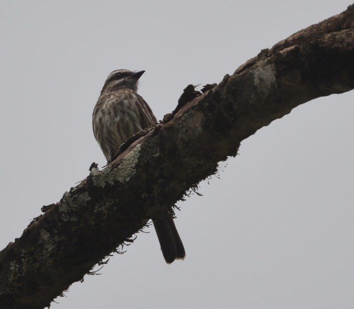 Variegated Flycatcher - ML637564978