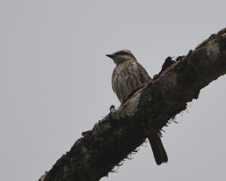 Variegated Flycatcher - ML637564982