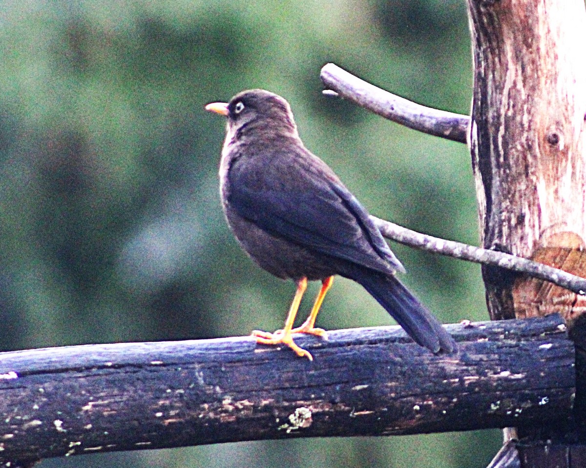 Sooty Thrush - ML637564986