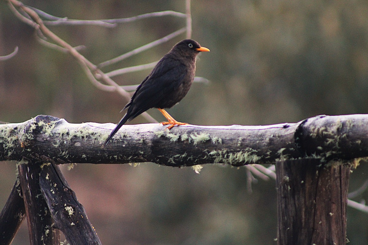 Sooty Thrush - ML637564988