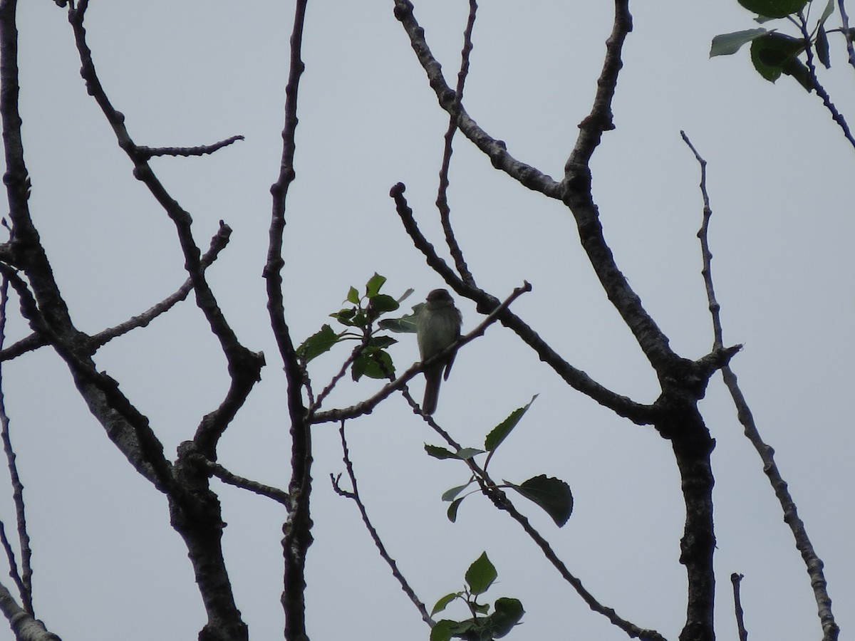 Alder Flycatcher - ML637565006