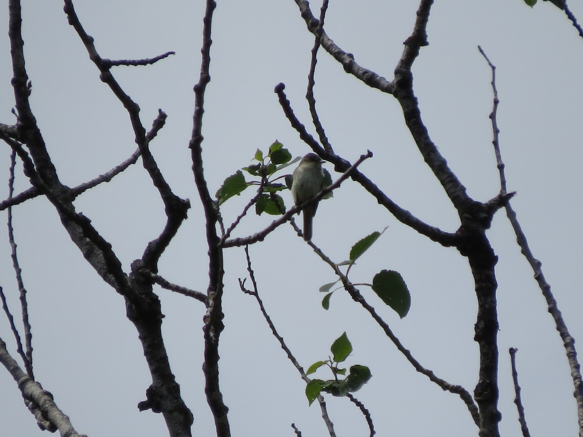 Alder Flycatcher - ML637565007
