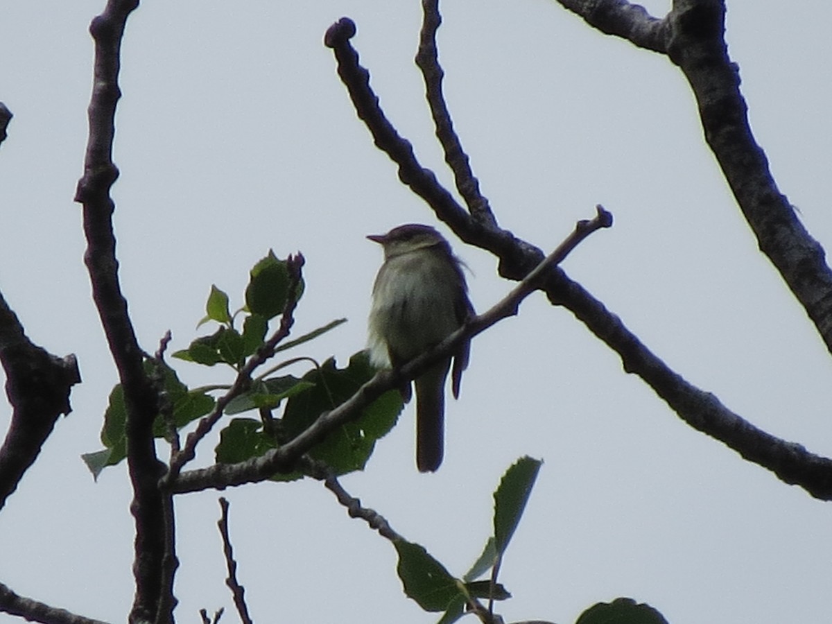 Alder Flycatcher - ML637565008