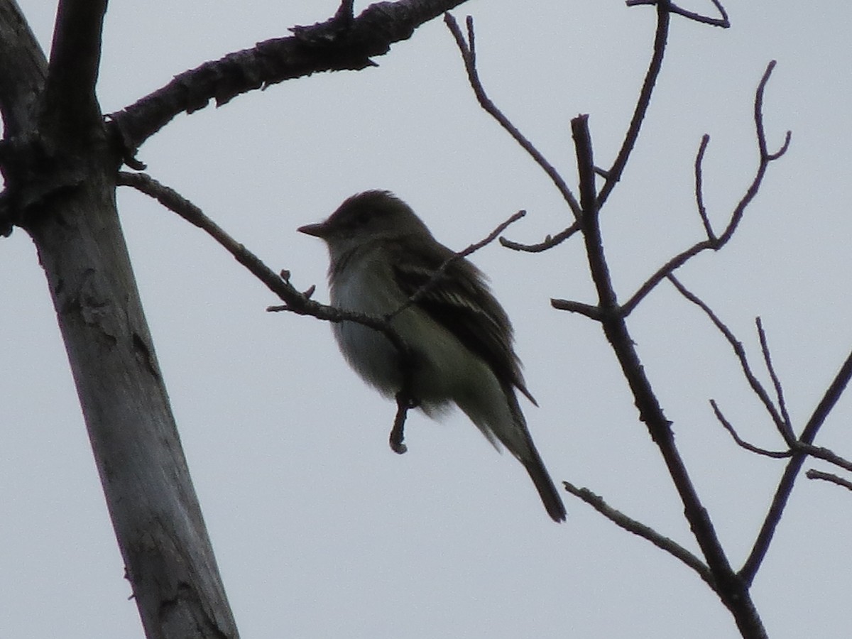 Alder Flycatcher - ML637565009