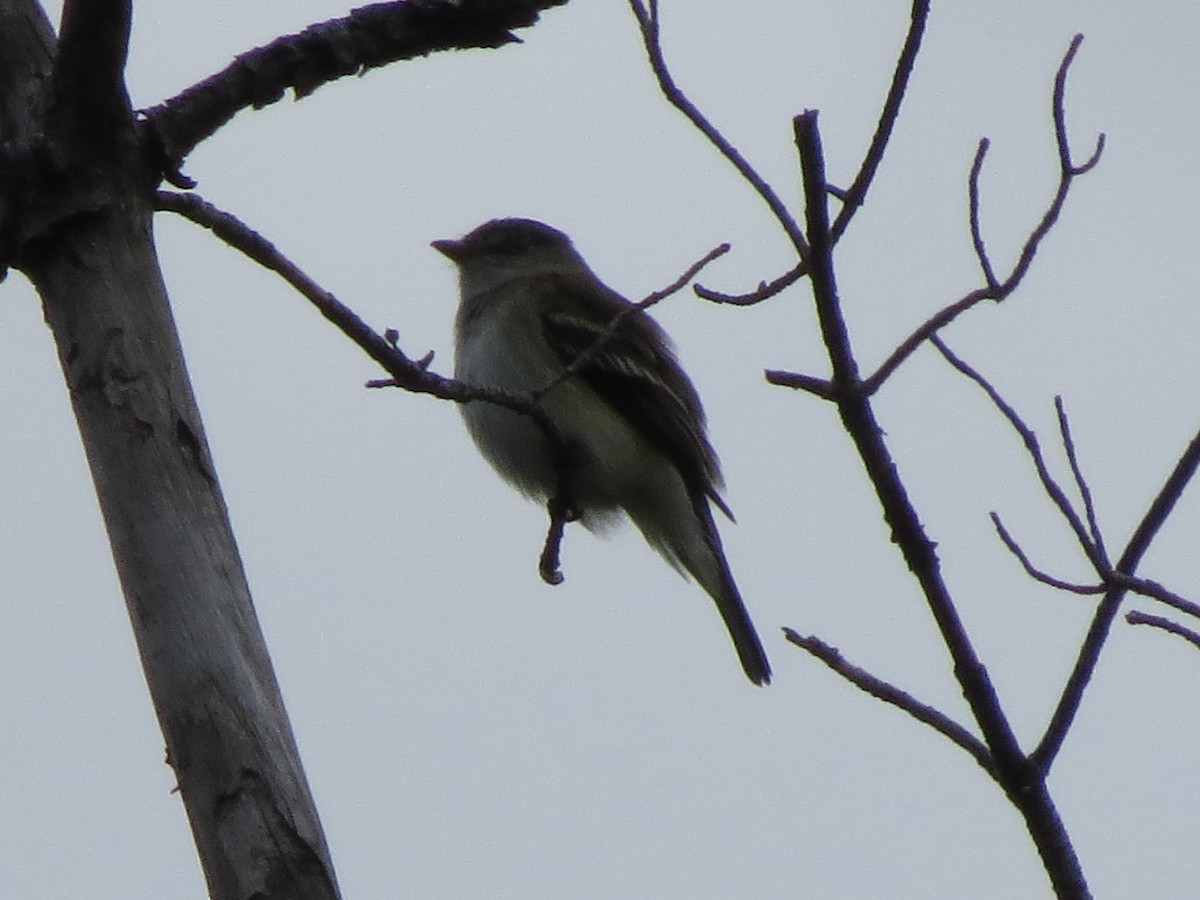 Alder Flycatcher - ML637565010