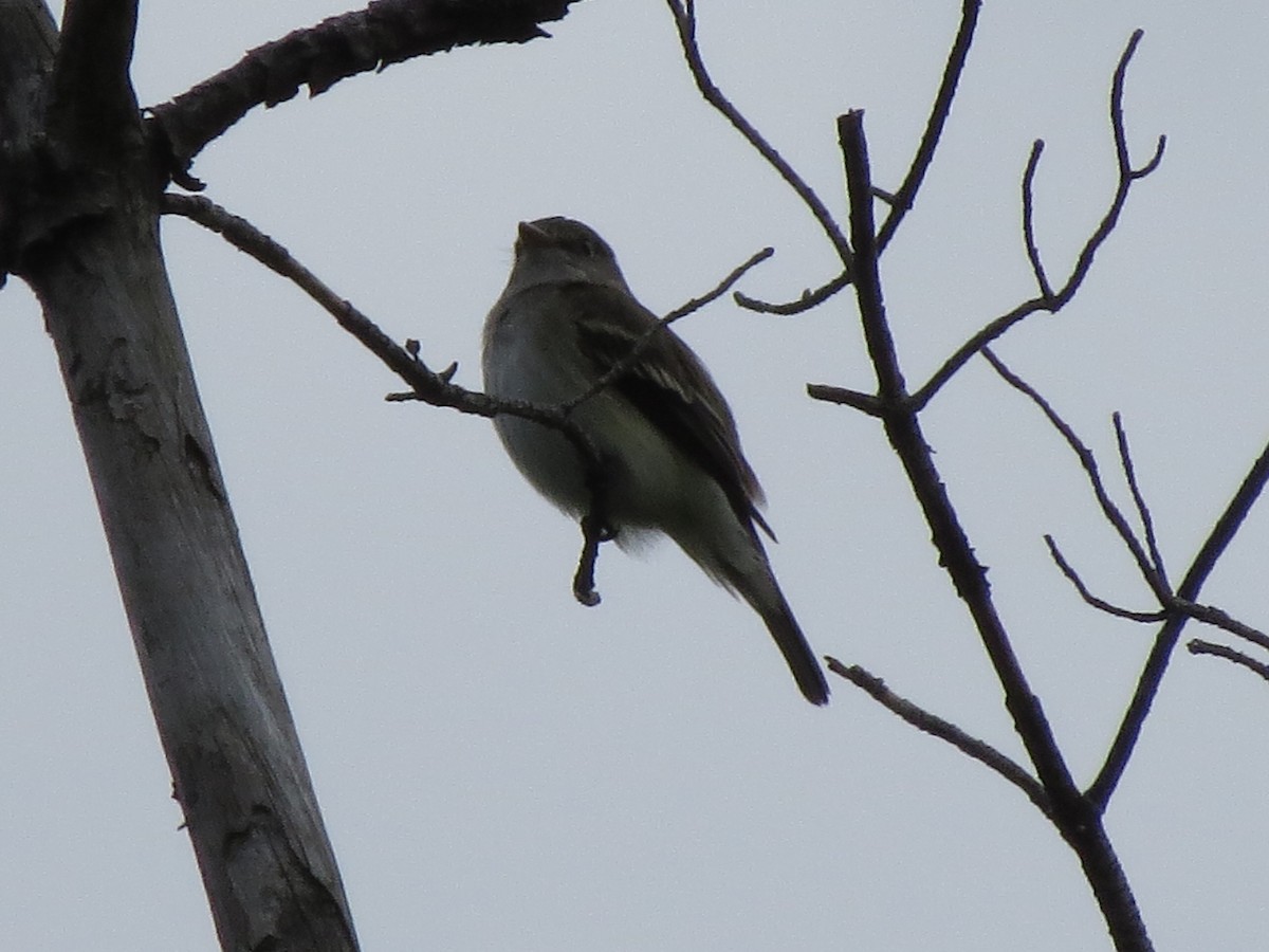 Alder Flycatcher - ML637565011