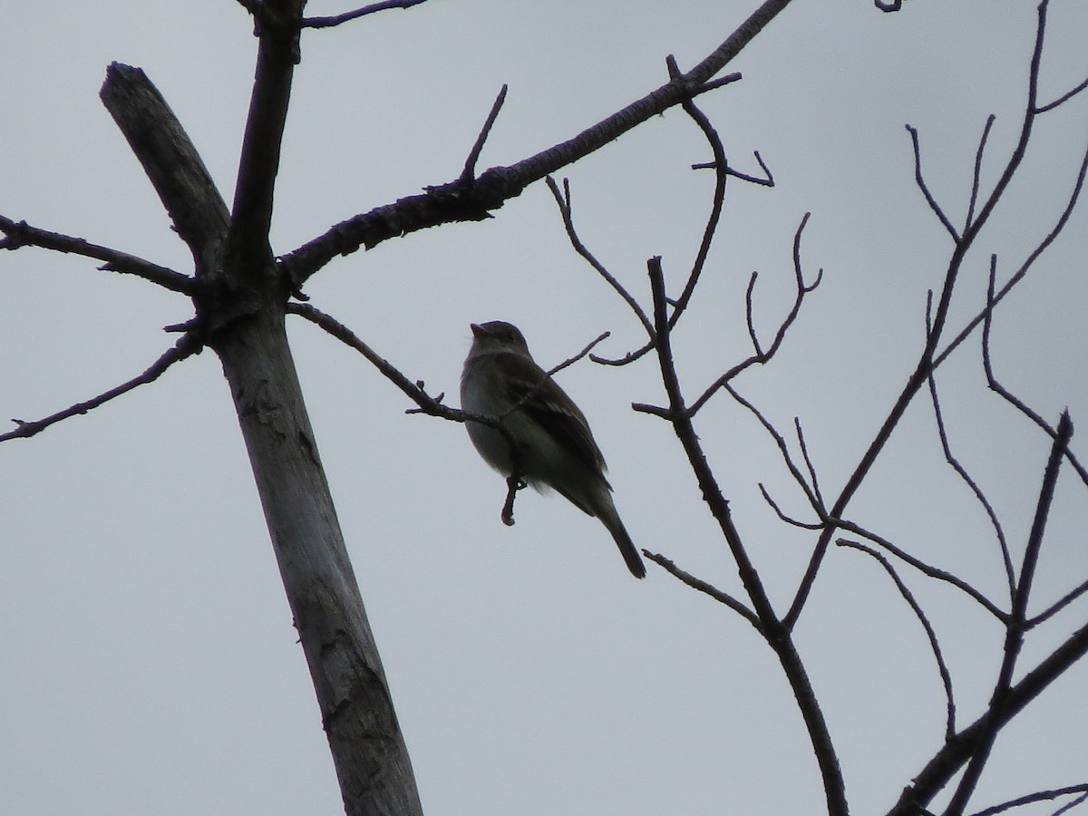 Alder Flycatcher - ML637565012