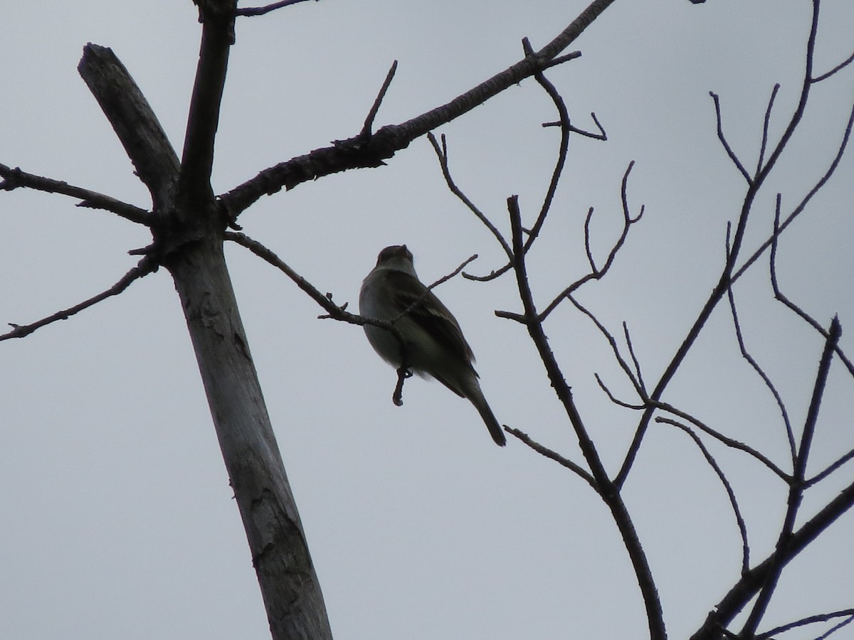 Alder Flycatcher - ML637565013