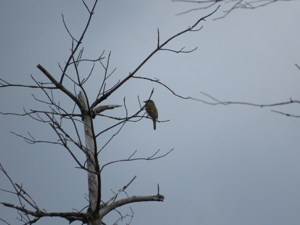 Alder Flycatcher - ML637565017