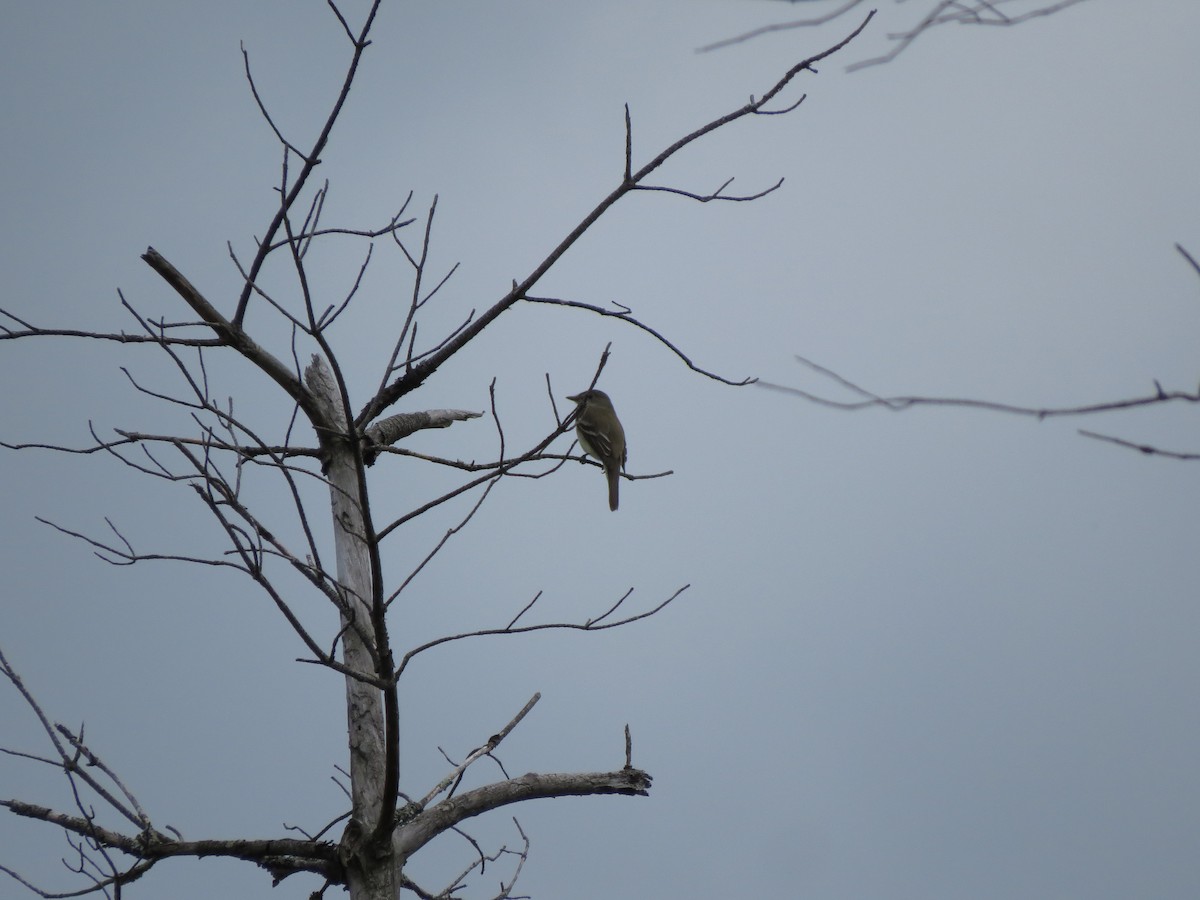 Alder Flycatcher - ML637565019