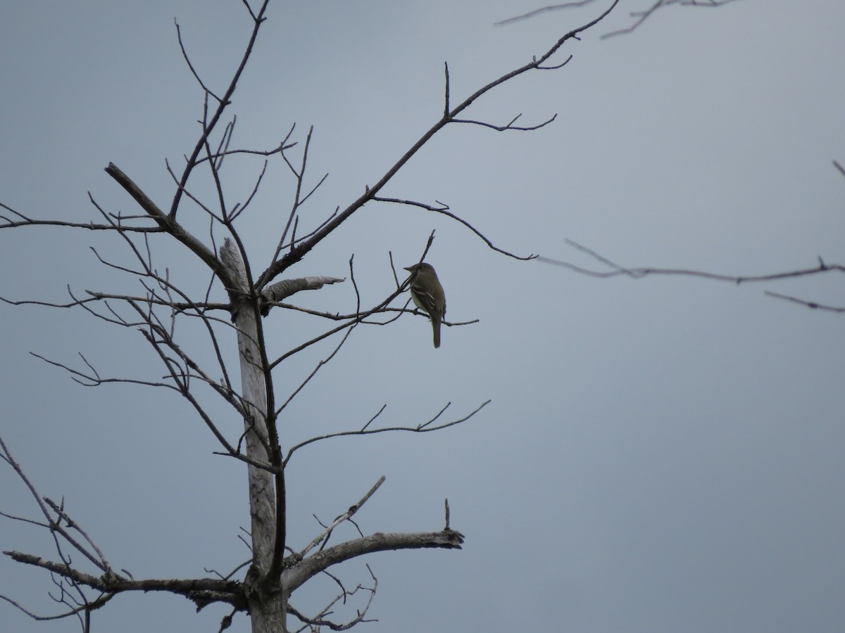Alder Flycatcher - ML637565020