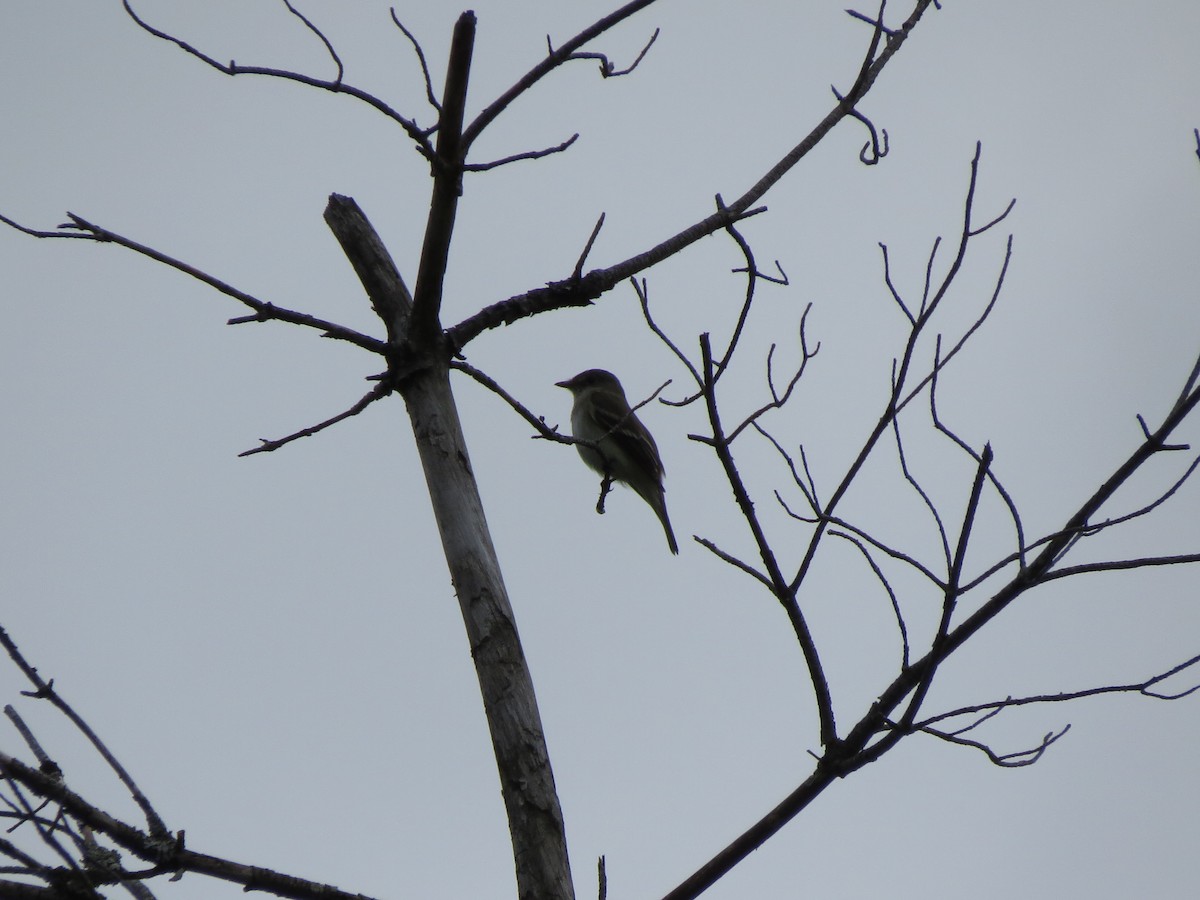 Alder Flycatcher - ML637565021