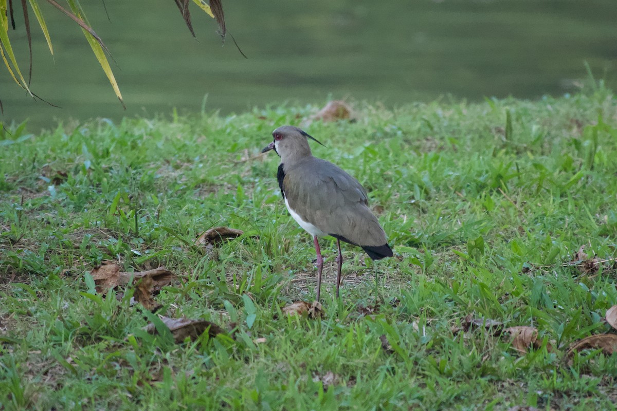 Southern Lapwing - ML637565028