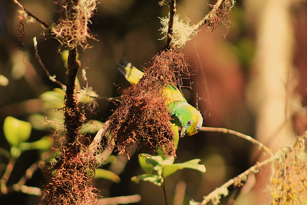 Golden-browed Chlorophonia - ML637565056
