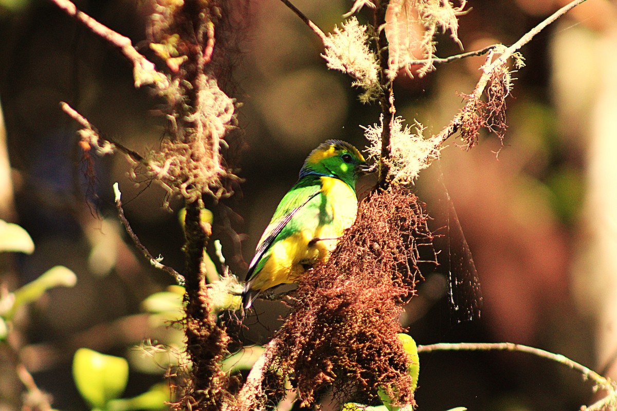 Golden-browed Chlorophonia - ML637565059
