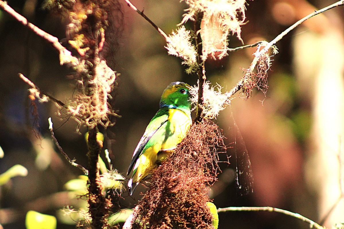 Golden-browed Chlorophonia - ML637565060