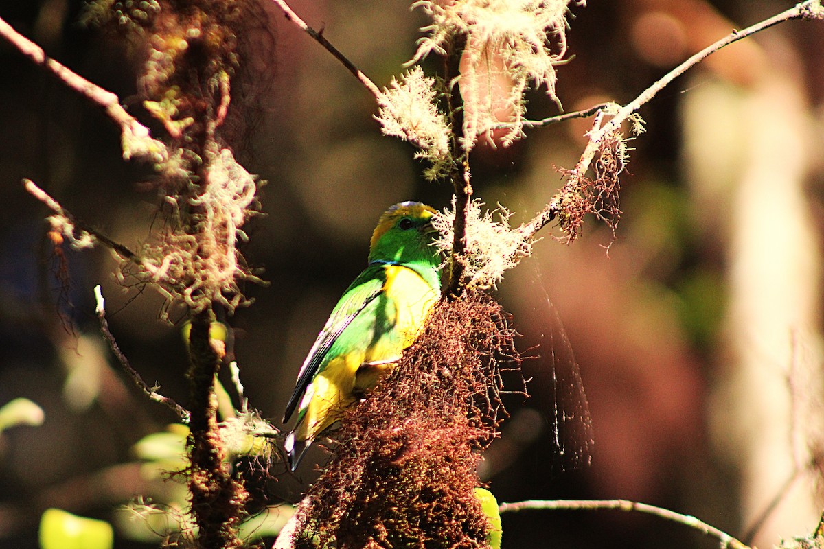 Golden-browed Chlorophonia - ML637565061