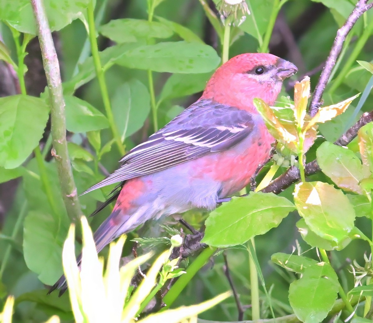 Pine Grosbeak - ML637565082