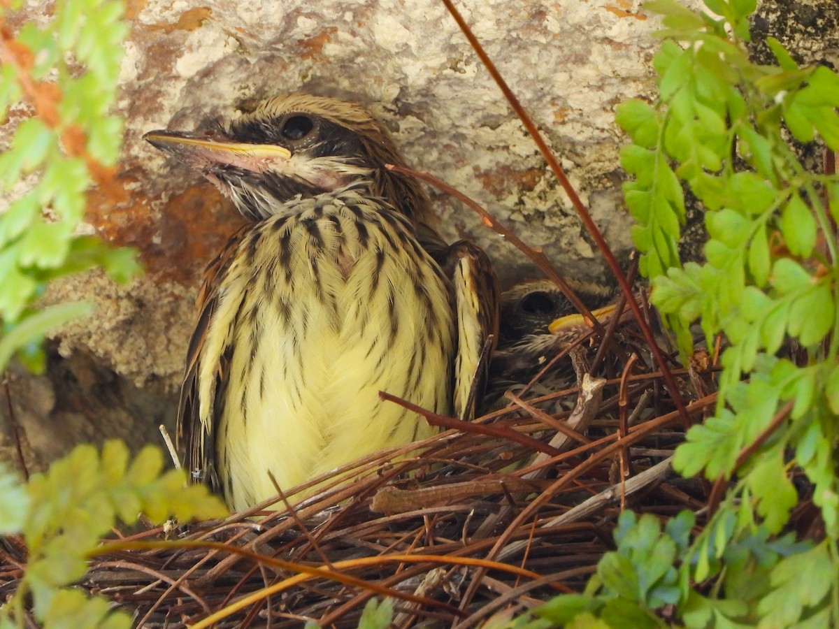 Sulphur-bellied Flycatcher - ML637565084