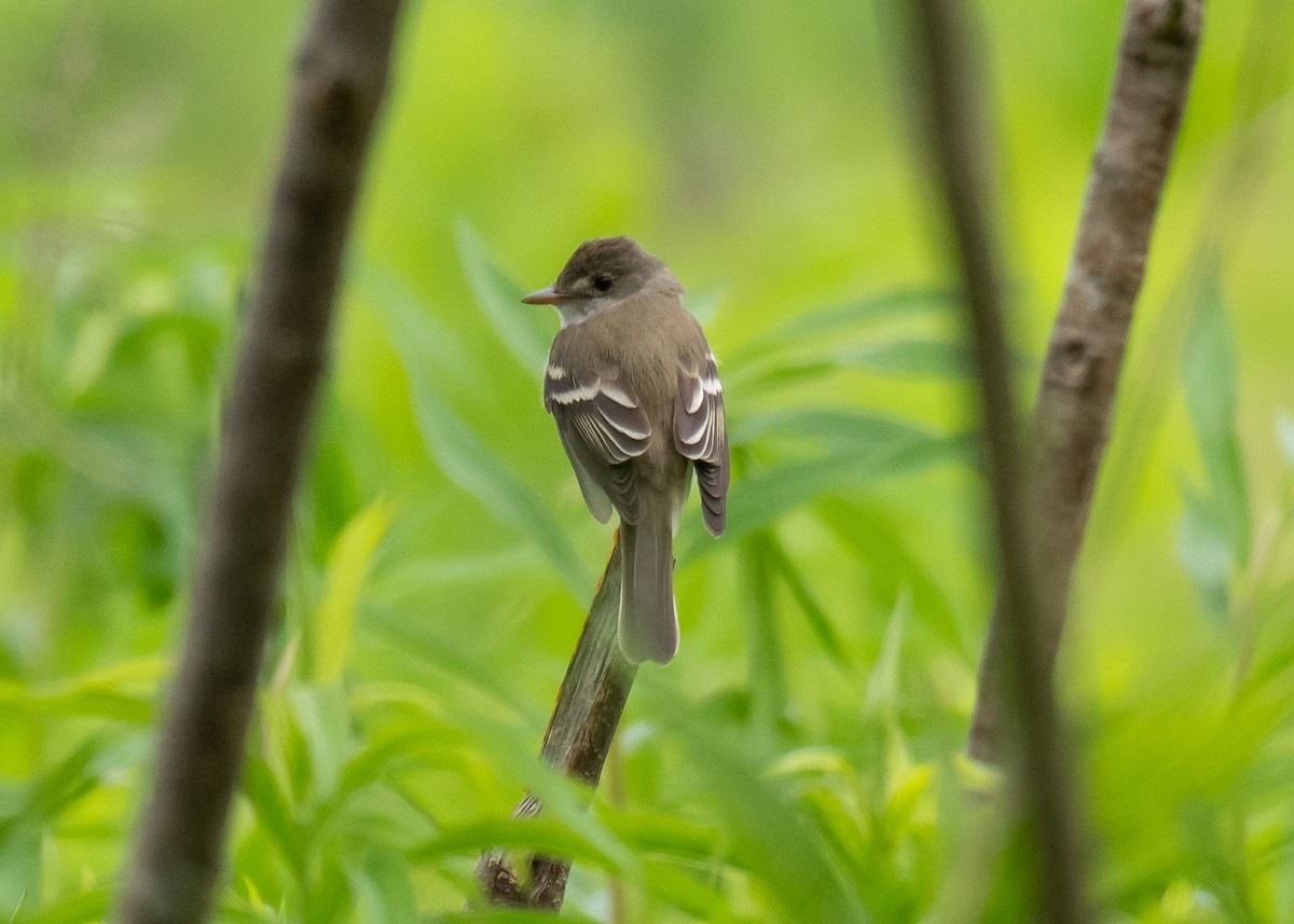 Least Flycatcher - ML637565096