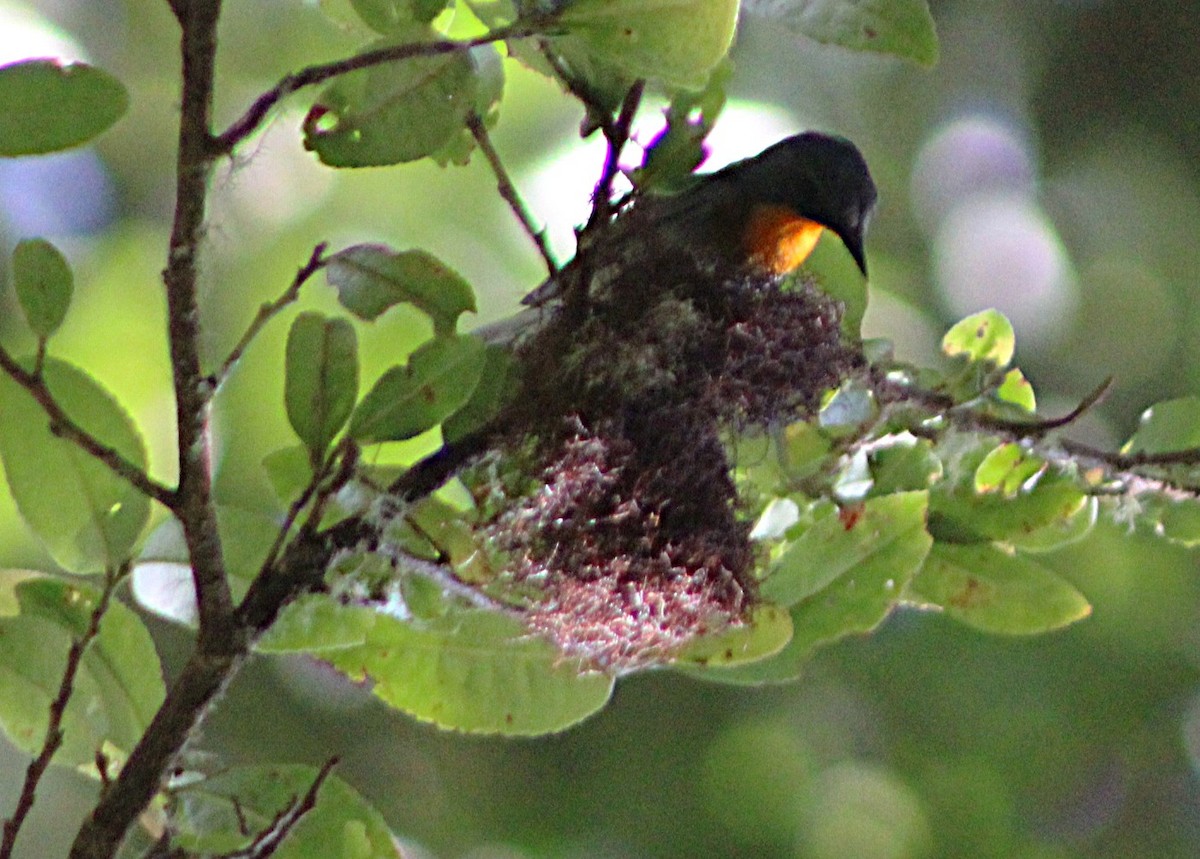 Flame-throated Warbler - ML637565115
