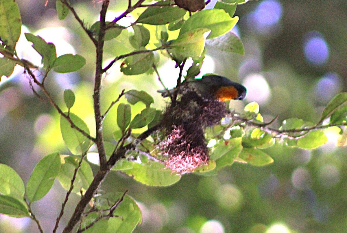 Flame-throated Warbler - ML637565116