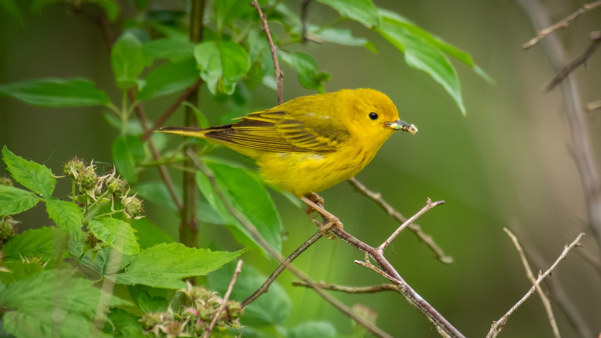 Yellow Warbler - ML637565130