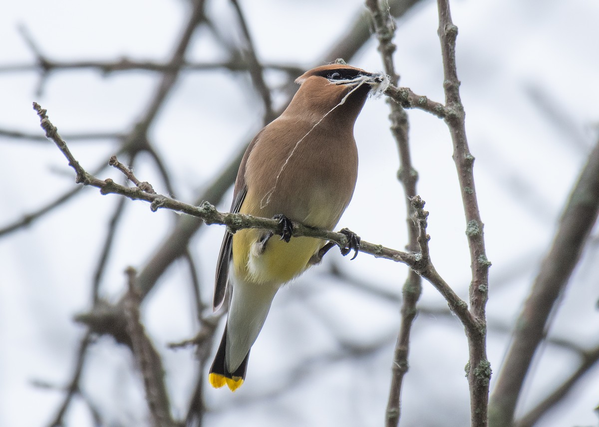 Cedar Waxwing - ML637565136
