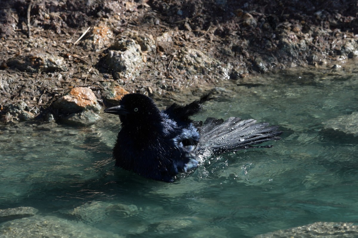 Great-tailed Grackle - ML637565182