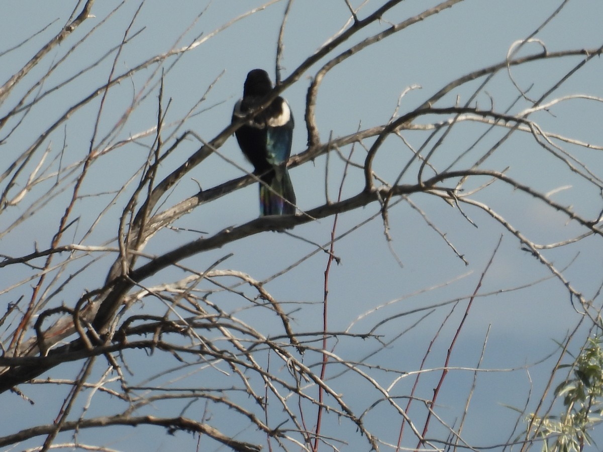 Black-billed Magpie - ML637565206