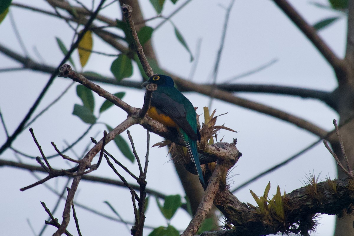 Guianan Trogon - ML637565259