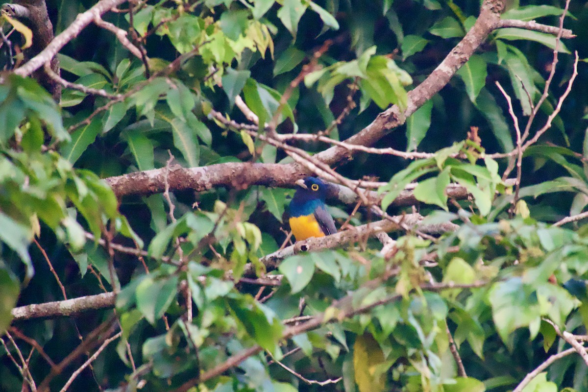 Guianan Trogon - ML637565260