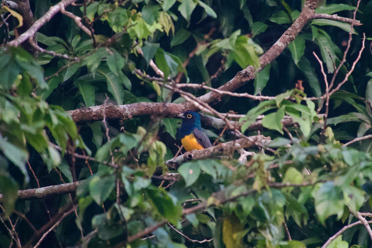 Guianan Trogon - ML637565261