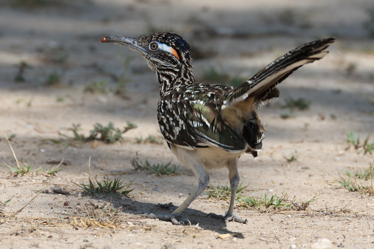 Greater Roadrunner - ML637565272