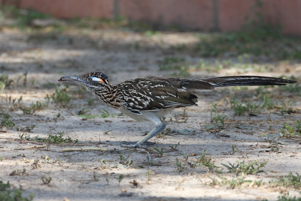 Greater Roadrunner - ML637565274