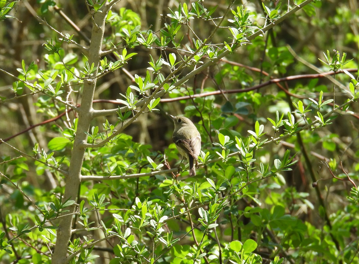 Ruby-crowned Kinglet - ML637565275