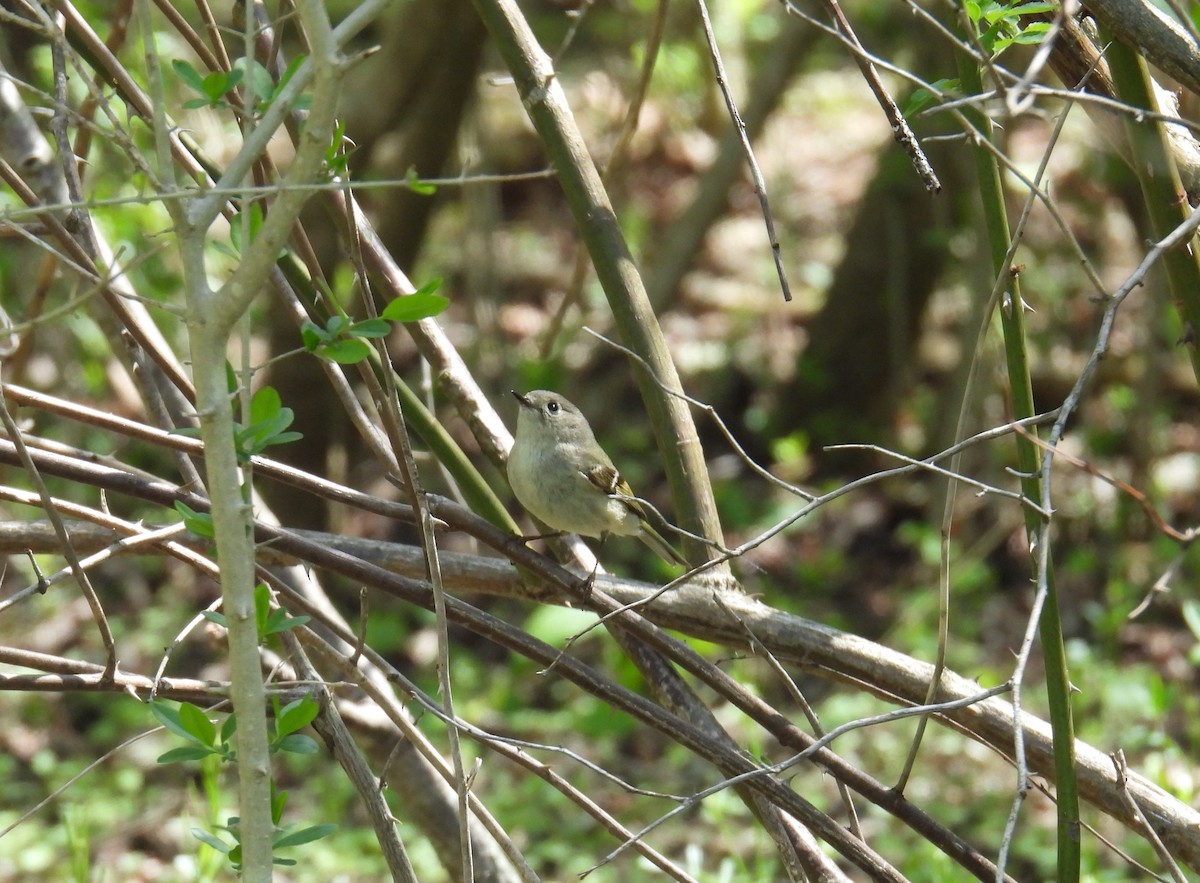 Ruby-crowned Kinglet - ML637565276