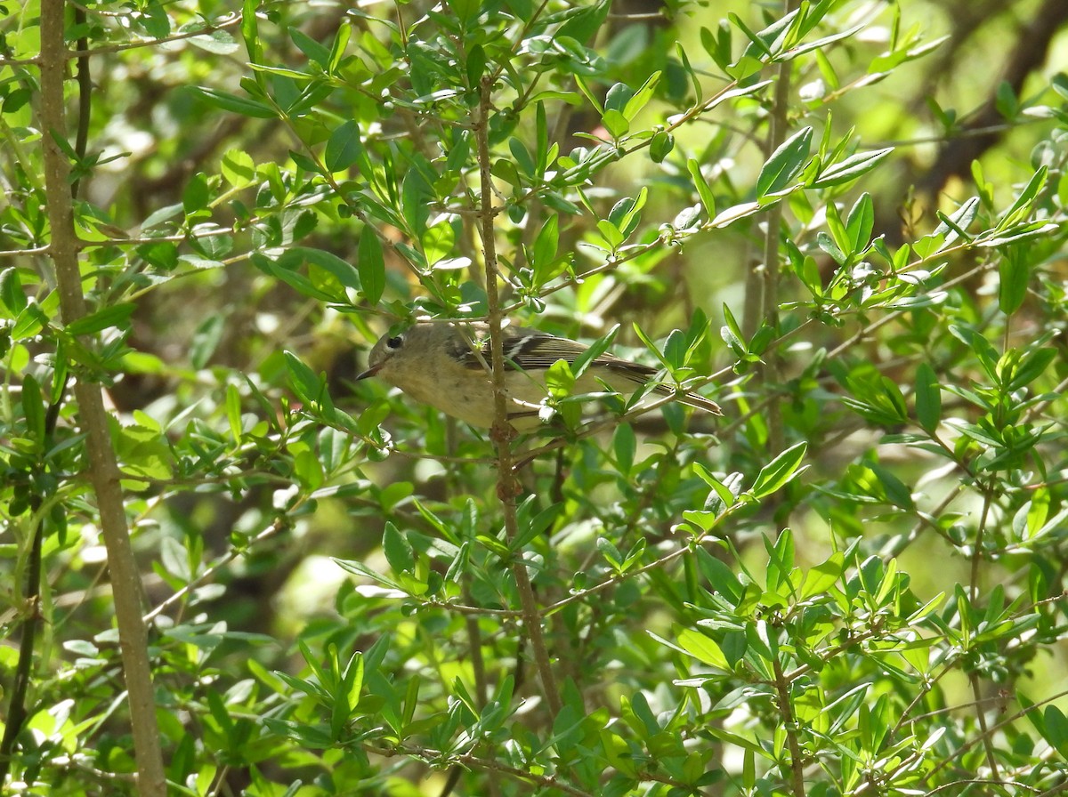 Ruby-crowned Kinglet - ML637565277