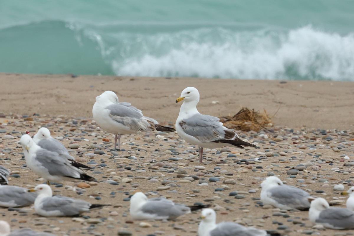 American Herring Gull - ML637565334