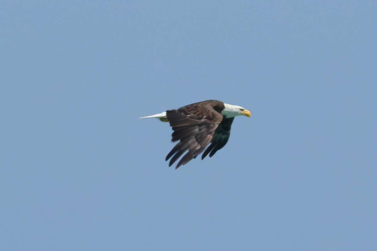 ハクトウワシ - ML637565358